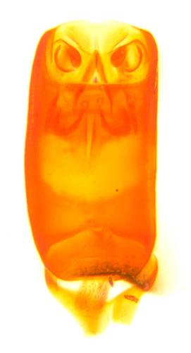 Rhizophagus ferrugineus